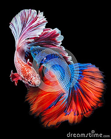 Battleâ€‹ Betta fish Stock Photo